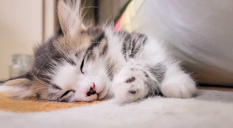 なぜ私はGatsbyでブログを作っているのか | blog.ojisan.io